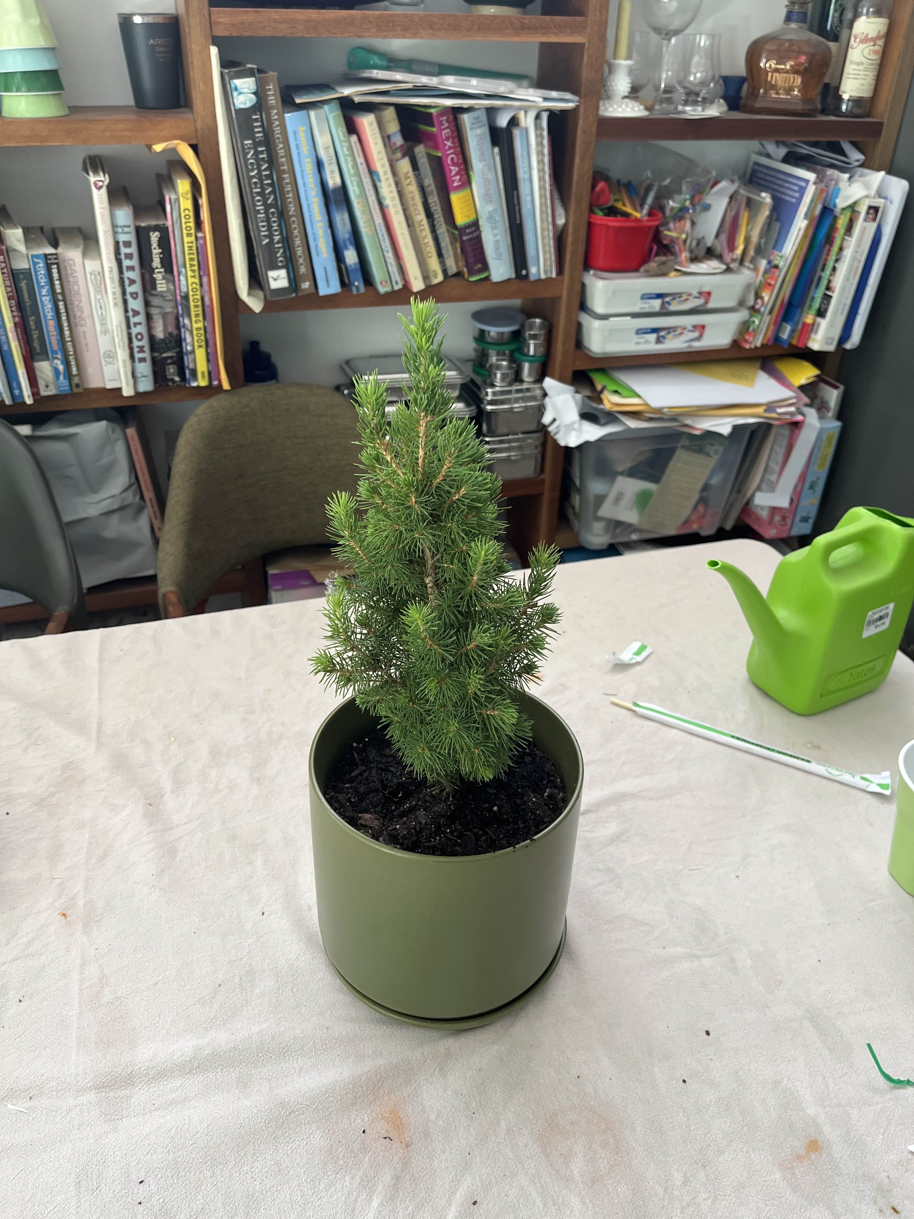 A photo of a tiny living tree in a pot on the dining table